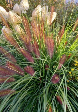 ПЕНІСЕТУМ лисохвостий Red Head